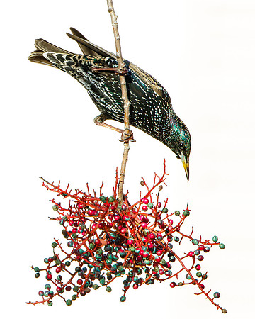 European Starling feeding on berries of pistache tree