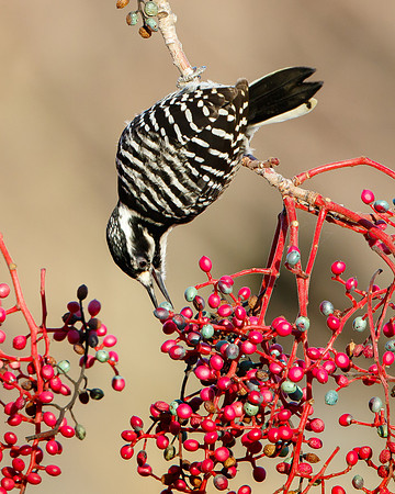 Nuttall's Woodpecker