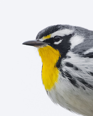 Yellow-throated Warbler