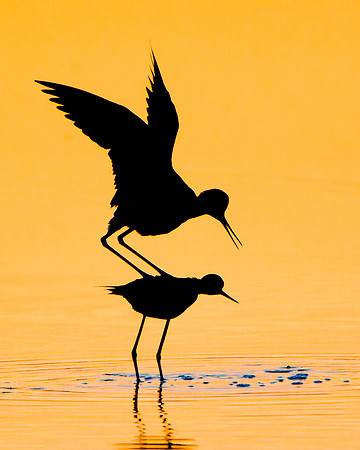 Silouette of  Black-necked Stilts mating
