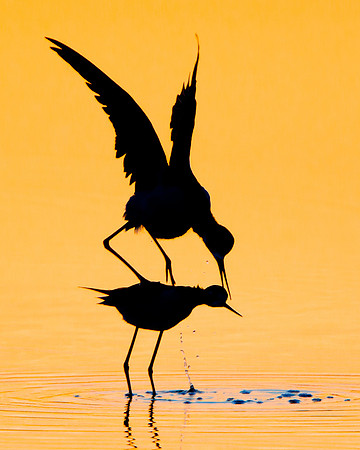 Black-necked Stilts, mating