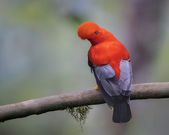 We were lucky to see this strange-looking bird -- the Andean Cock-of-the-Rock -- at close range on our first full day in Colombia.