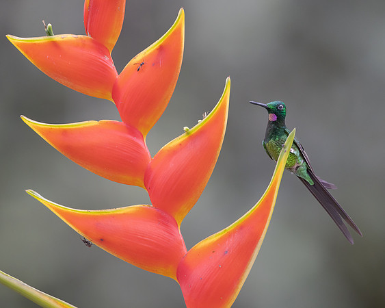 An Empress Brilliant hummingbird is nearly overshadowed by the bright Heliconia.