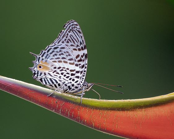 An even smaller creature -- a butterfly with an "eyespot" on its wings -- walking on a Heliconia plant