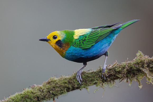 Colombia has many species of tanagers including this Multicolored Tanager...