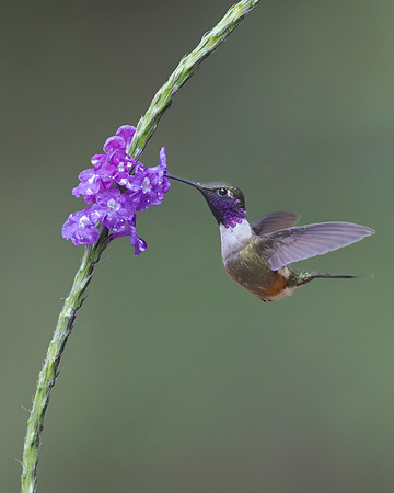 and spotted a tiny Purple-throated Woodstar that flies like a bumblebee.