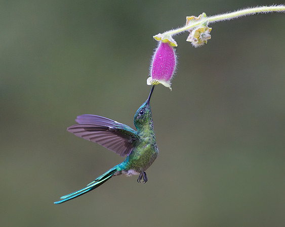 Back at La Florida we watched this Long-tailed Sylph gathering nectar...