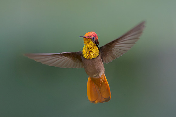 Ruby Topaz hummingbirds came to the Hacienda El Diamante feeders.