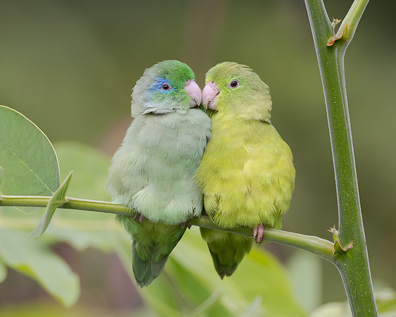 These Spectacled Parrotlets were preening each other affectionately.
