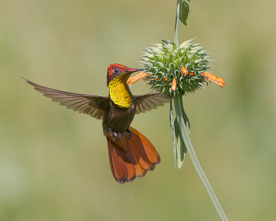 In a nearby field Steve was able to photograph more Ruby Topaz hummingbirds feeding on flowers.