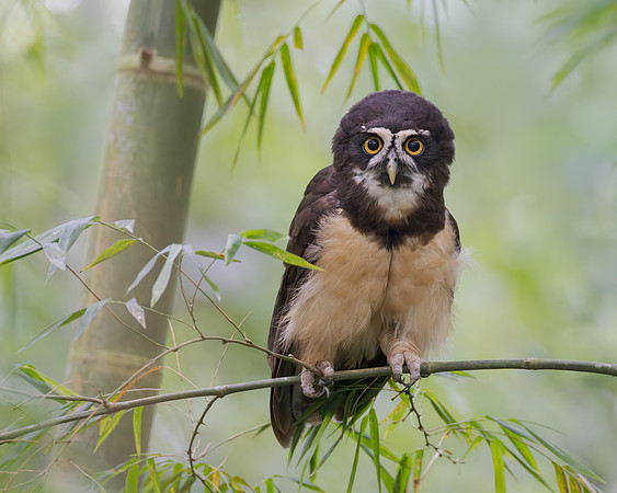 and a Spectacled Owl in the nearby woods.