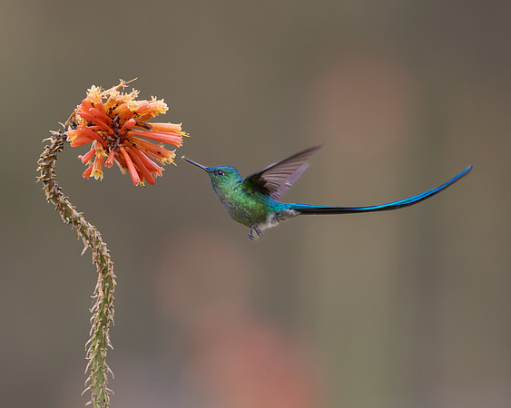 After photographing this Long-tailed Sylph, Steve saw that it had an aphid in its beak! Hummingbirds' diets include nectar for energy and insects (like aphids) for protein and fats.