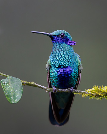 One of our favorite hummingbirds was this beautiful Sparkling Violetear.