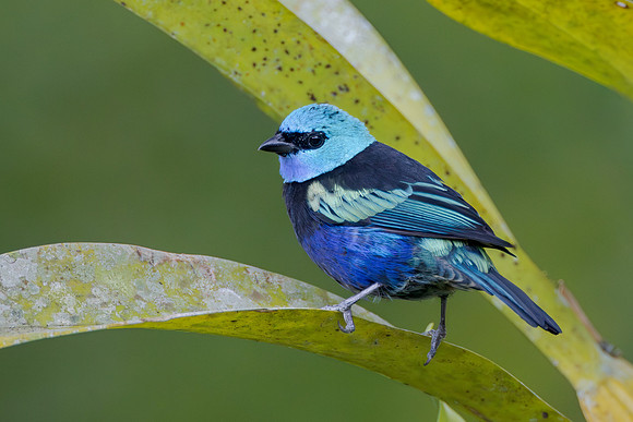 and the Blue-necked Tanager.