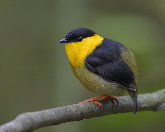 The highlight at Tinamu Lodge was getting to observe two Golden-collared Manakins displaying for nearby females.