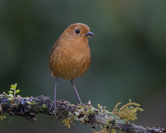 An Equatorial Antpitta that was coaxed out of the forest for food