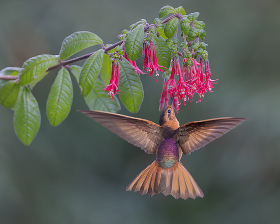 We saw this Shining Sunbeam, with its unusual coloration, at the hummingbird feeders.