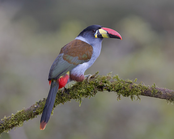 The lodge had a number of photogenic birds like the Gray-breasted Mountain Toucan.