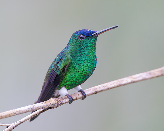 Closeup of an Indigo-capped Hummingbird with its white leg puffs
