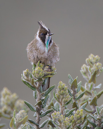 A target bird at Sumapaz was the Green-bearded Helmetcrest. This hummingbird is found only in  Colombia's Eastern Andes at elevations above 10,000 ft.