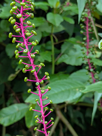 We saw unusual plants like this Venezuelan Pokeweed with its neon pink stem and green berries.