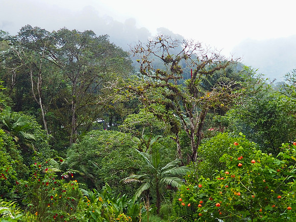 The lush, dense vegetation near La Florida