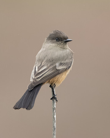 Say's Phoebe