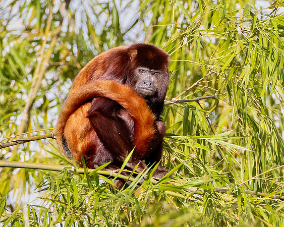 Here's a Red Howler with its tail wrapped around its body.