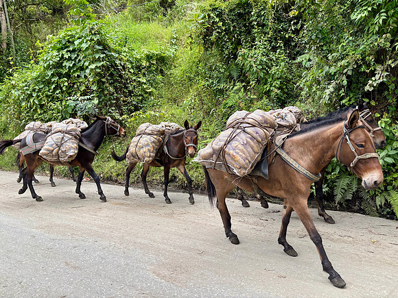 Horses transporting yuca (cassava), a root vegetable eaten daily by many Colombians