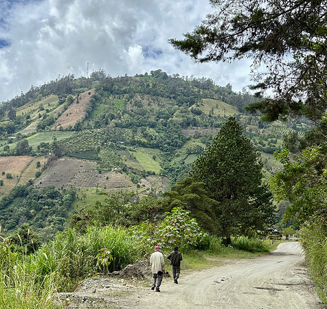 A terraced hillside near Kiraikai where coffee and other crops are grown