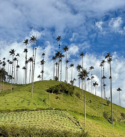 The hillsides were covered with wax palms, the tallest high-altitude palm tree.