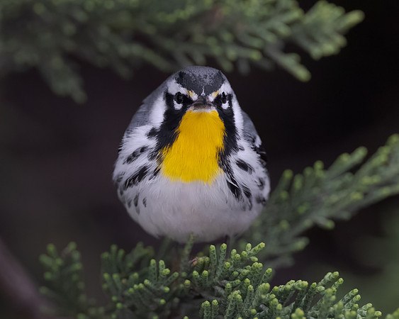 Yellow-throated Warbler