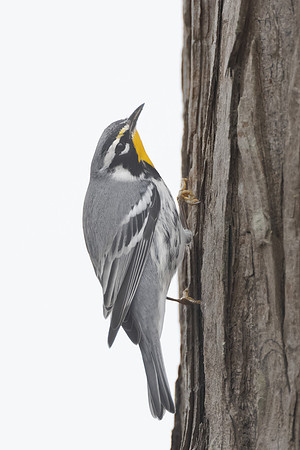 Yellow-throated Warbler