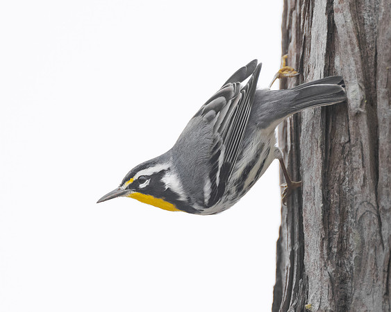 Yellow-throated Warbler