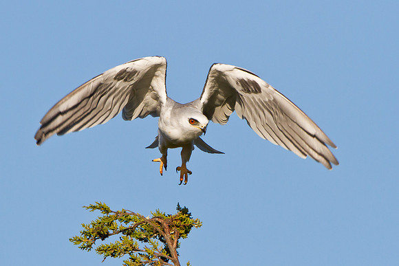 White-tailed Kite, taking flight
