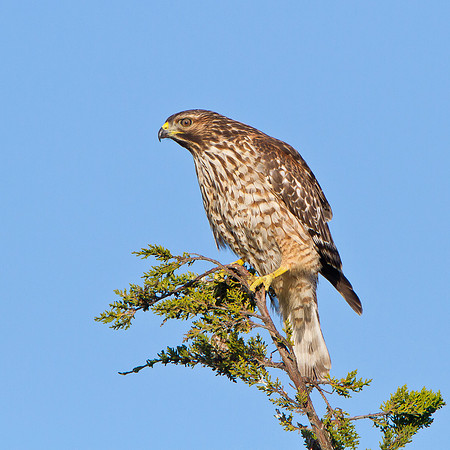 Cooper's Hawk
