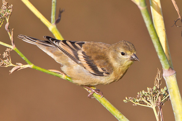 American Goldfinch, juvenile