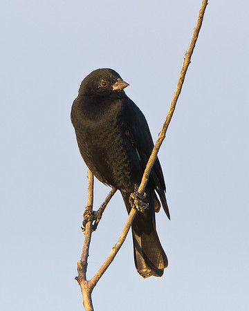 Red-winged Blackbird