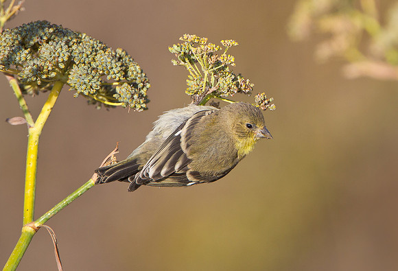 Lesser Goldfinch