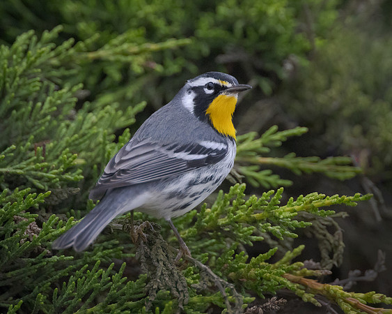 Yellow-throated Warbler