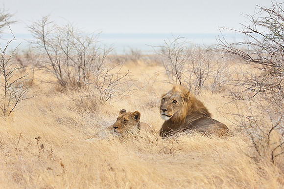 Lions, female & male