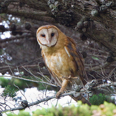 Barn Owl
