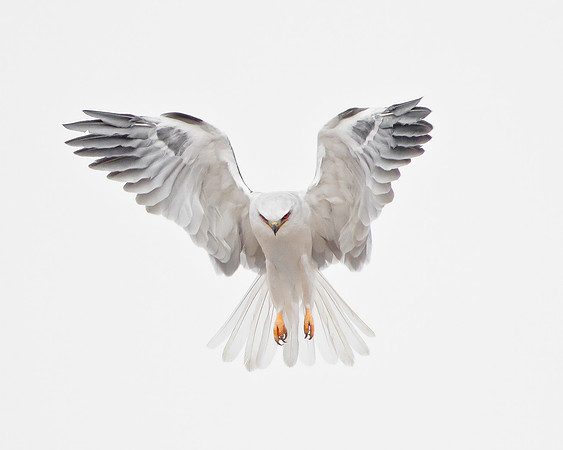 White-tailed Kite hovering; ghost-like appearance on overcast day