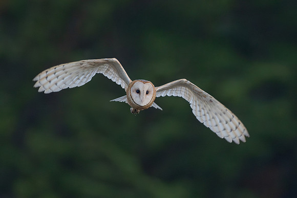 Barn Owl