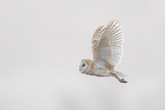 Barn Owl