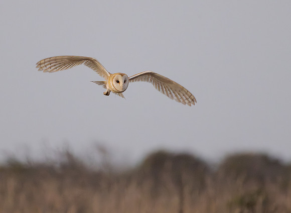 Barn Owl
