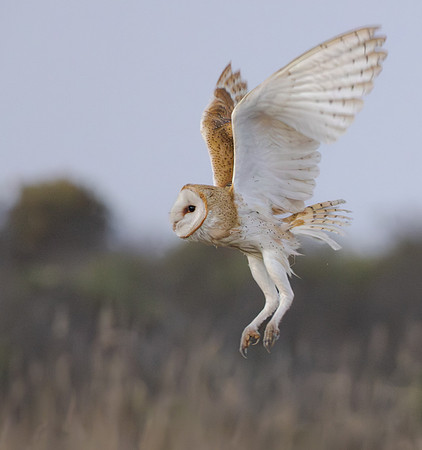 Barn Owl