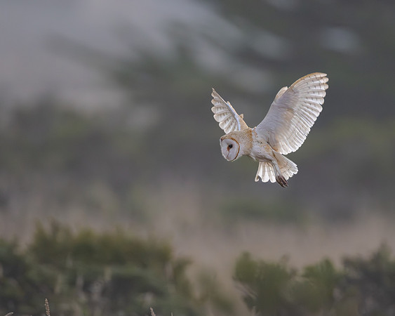 Barn Owl