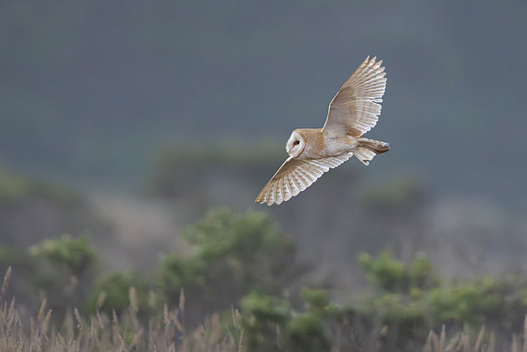 Barn Owl