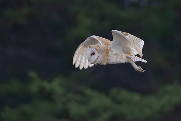 Barn Owl